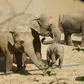 Zoo w Pradze